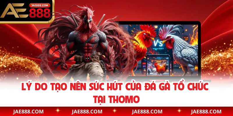 Lý do tạo nên sức hút của đá gà tổ chức tại Thomo